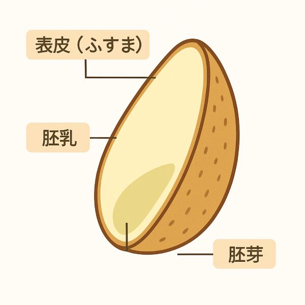 小麦の構造